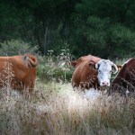 Animals