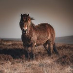 Exmoor 2022
