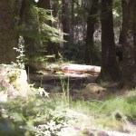 Pendoylan Woods