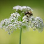 Bees